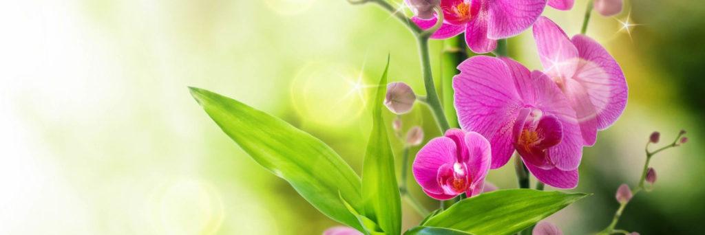 Pink orchids opening against a soft green background